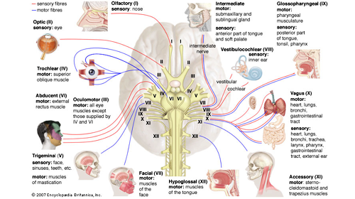 Cranial Nerves Names Mnemonics Testing Medical Massage Therapy
