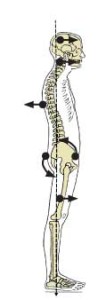 Postural Assessment ( Visual Observation )