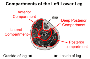 lower leg compartments 